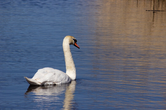 Cygnus olor, commonly known as a Mute Swan at the Newport Wetlands National Nature Reserve in South Wales, UK