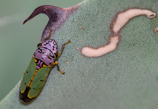 Oncometopia alpha leafhopper on agave