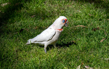 Long-billed Corella (Cacatua tenuirostris)