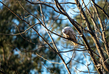 Long-billed Corella (Cacatua tenuirostris)