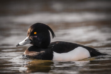 Schwimmende Reiherente im See