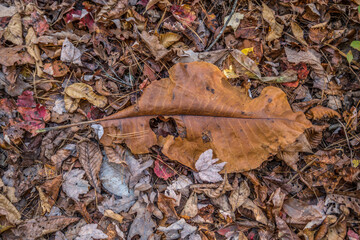 Bigleaf magnolia leaf in autumn