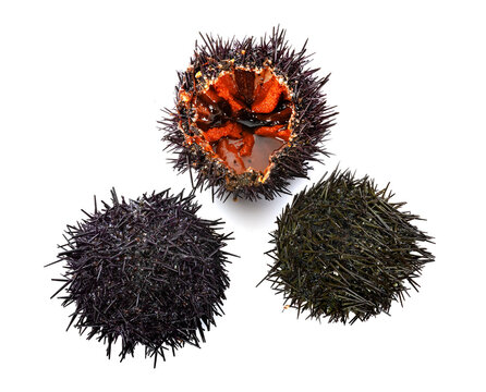sea urchin in studio