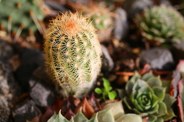 Echinocereus reichenbachii kaktus