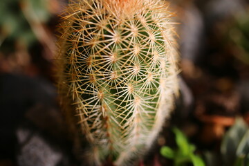 Echinocereus reichenbachii kaktus