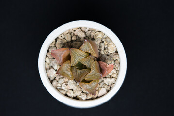 haworthia