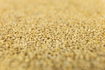  quinoa background. nutrition. food ingredient. shallow depth of field.