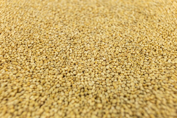  quinoa background. nutrition. food ingredient. shallow depth of field.