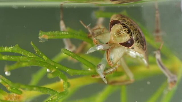 eine schwimmwanze in einem teich saugt eine m&uuml;ckenlarve aus, mehrere szenen, 50 fps, ilyocoris cimicoides