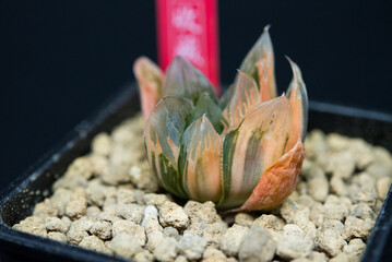 haworthia