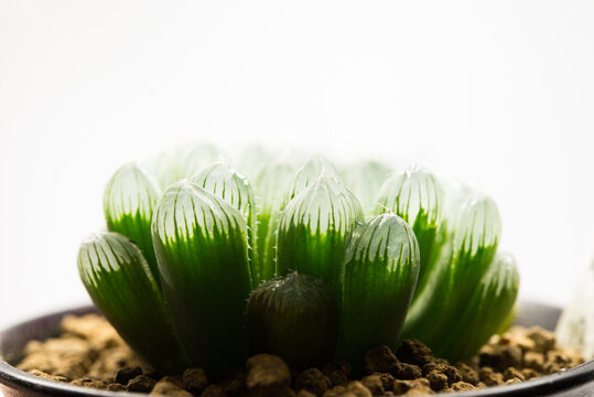 haworthia