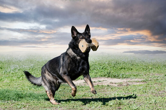 training of german shepherd