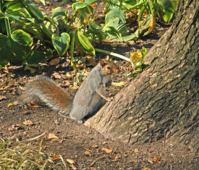 Eastern gray squirrel with fluffy tail in Union Square Park. New York City