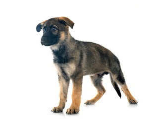puppy german shepherd