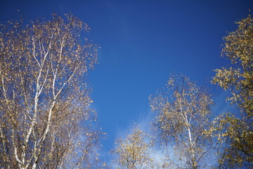 Obraz na płótnie Canvas Einzelne Birke im Herbst bei blauem Himmel, Betula pendula
