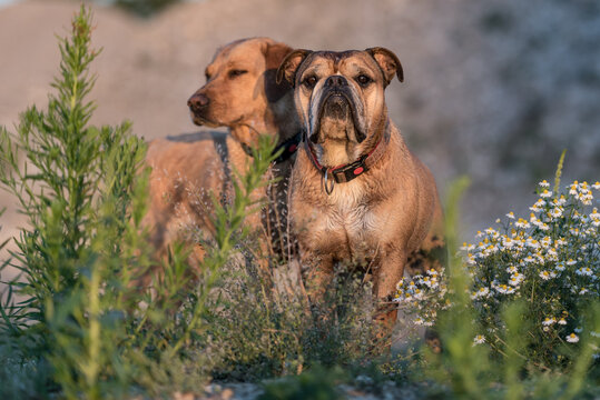 Continental Bulldog and Labrador Retrievers. Two  friedly dogs friends on a meadow