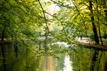 Fototapeta premium autumn in the park