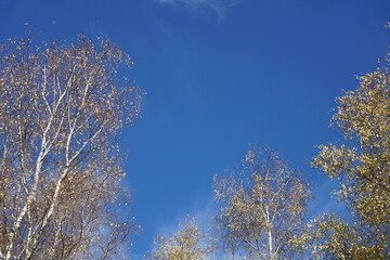 Obraz na płótnie Canvas Einzelne Birke im Herbst bei blauem Himmel, Betula pendula