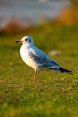 gull on the grass