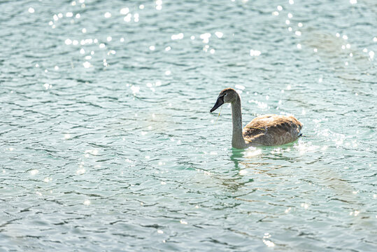 Young elegant swan swims alone in the clear water of a gravel pit