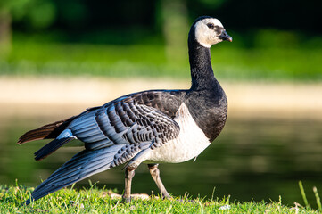 goose on the meadow