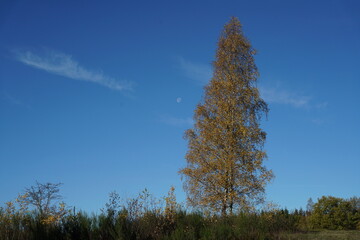 Fototapeta na wymiar Einzelne Birke im Herbst bei blauem Himmel, Betula pendula