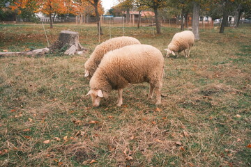 Schafe auf einer Wiese am grasen