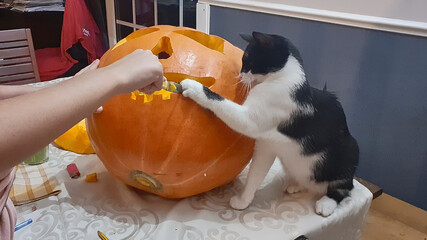 Gato jugando con una calabaza de Halloween