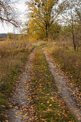 Fototapeta na wymiar Country road in a woodland. Autumn nature in Ukraine