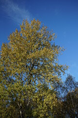 Fototapeta premium Herbst Wetter bei Sonnenschein und mit schönem blauen Himmel