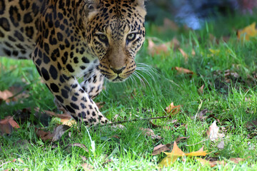 Portrait de panthère