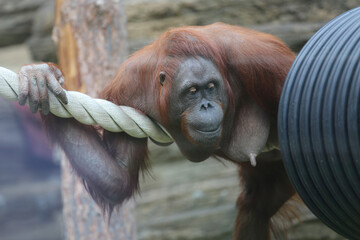 Female orangutan with big breasts during motherhood at the zoo