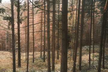 Fichtenwald im Herbst. Bäume stehen am Hang