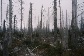 Tote Bäume im Nationalpark Harz. Wälder in Deutschland sind krank