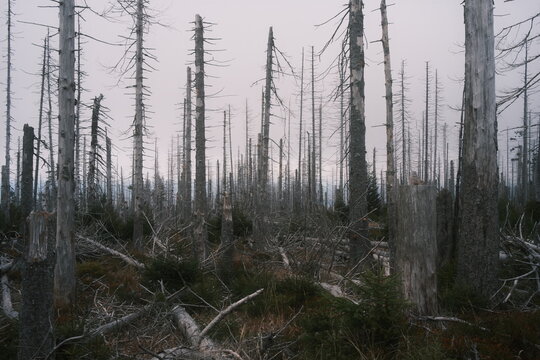 Tote B&auml;ume im Nationalpark Harz. W&auml;lder in Deutschland sind krank