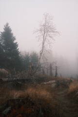 Herbstliche Nebelstimmung im Harz