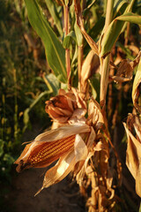 Ripe corn con on the tree at sunset