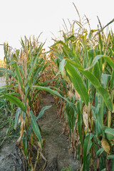 Rows of ripe corn plants in the field 