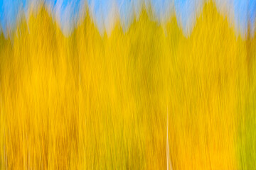 Autumnal textural  forest scenic abstract background with motion blur, toned in vintage style