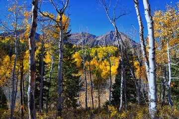 Fototapeta premium Pine Hollow hiking trail Mountain views by Timpanogos in the Wasatch Mountains Rocky Mountains, Utah. America. 