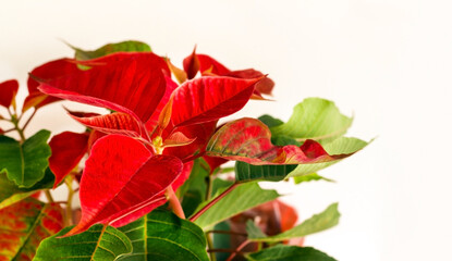 Fresh,red leaf Poinsettia or Christmas Star,on white surface with copy space