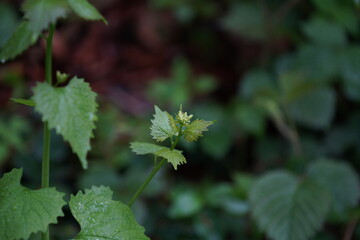 Leaves of deciduous trees