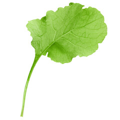 radish Leaf, isolated on white background, clipping path, full depth of field