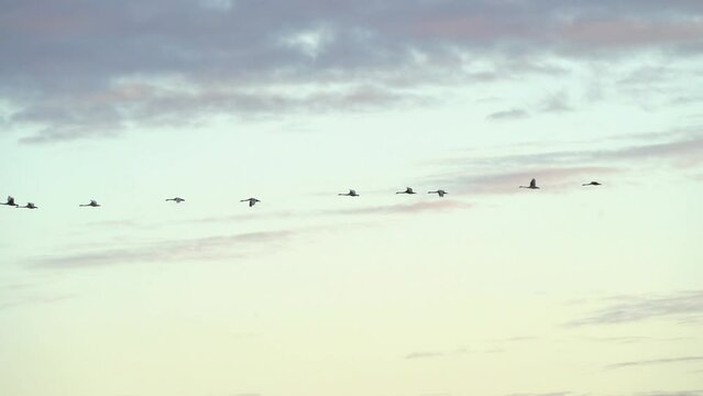Geese fly in the sky during sunset against the background of a multi colored sky. Migration of wild geese in autumn.