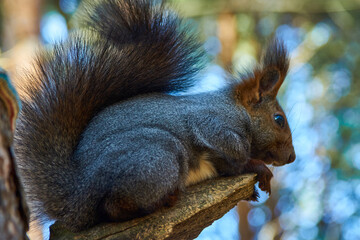 The squirrel jumped onto a branch in a pine forest.