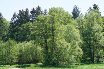 Fototapeta na wymiar Forest dieback caused by the climate crisis is hitting the forests in Germany and Bavaria very hard