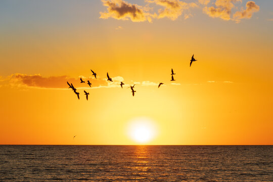 Siesta Key Sunset with Gulls © Brad