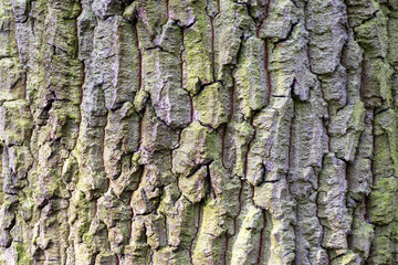 tree texture