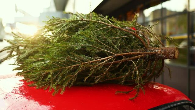 Christmas tree tied to the roof of a red car close-up