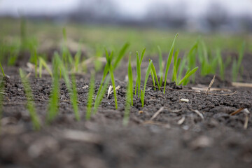 Shoots of young winter wheat. Selective focus.
